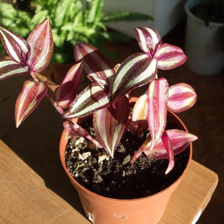 Tradescantia zebrina variegata (T)